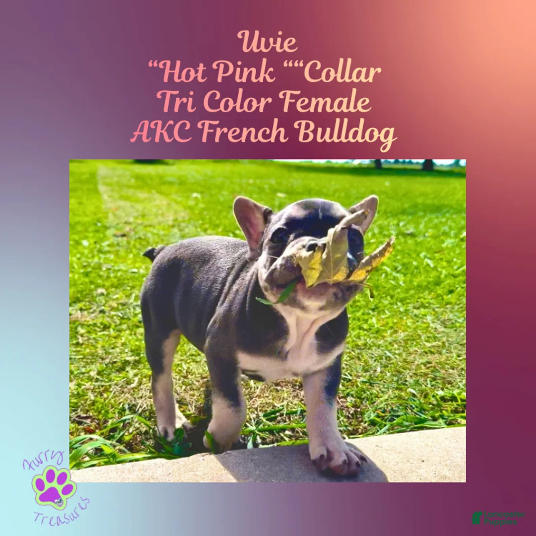 French Bulldog dogs for sale: Uvie “Hot Pink” Collar, Female  - Ad 1