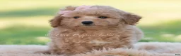 Mini Goldendoodle dogs for sale: nova - Ad 5
