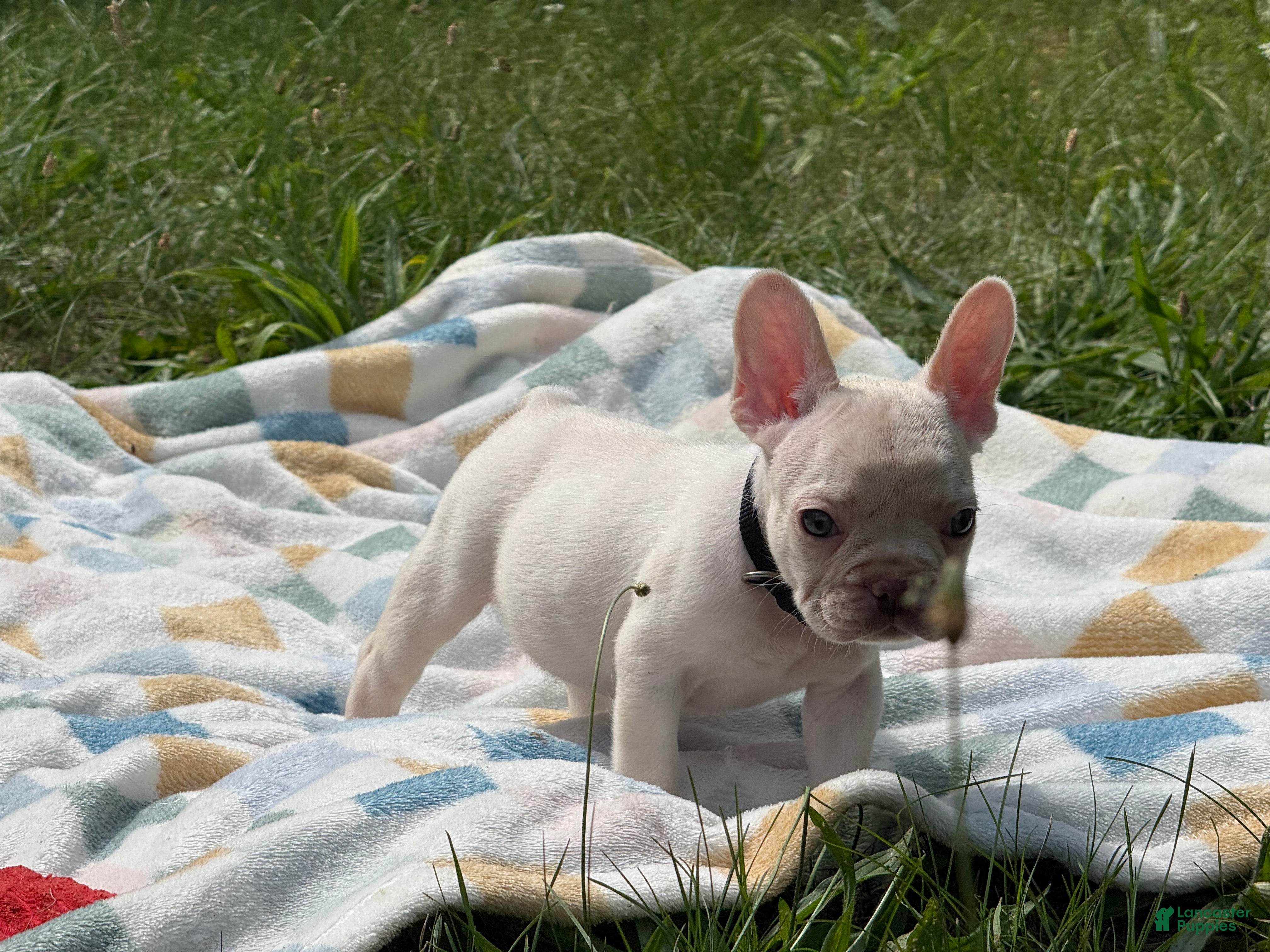 French Bulldog dogs McQueen - Ad 9