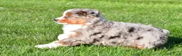 Miniature Australian Shepherd dogs for sale: Andre - Ad 7