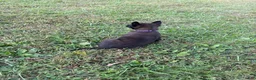 Belgian Malinois dogs for sale: Princess Leia (purple) - Ad 3