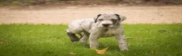 Great Dane dogs for sale: Beulah Great Dane  - Ad 4
