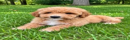 Miniature Poodle dogs for sale: Macy - Ad 2
