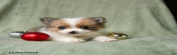Pomeranian dogs for sale: Stocking - Ad 1
