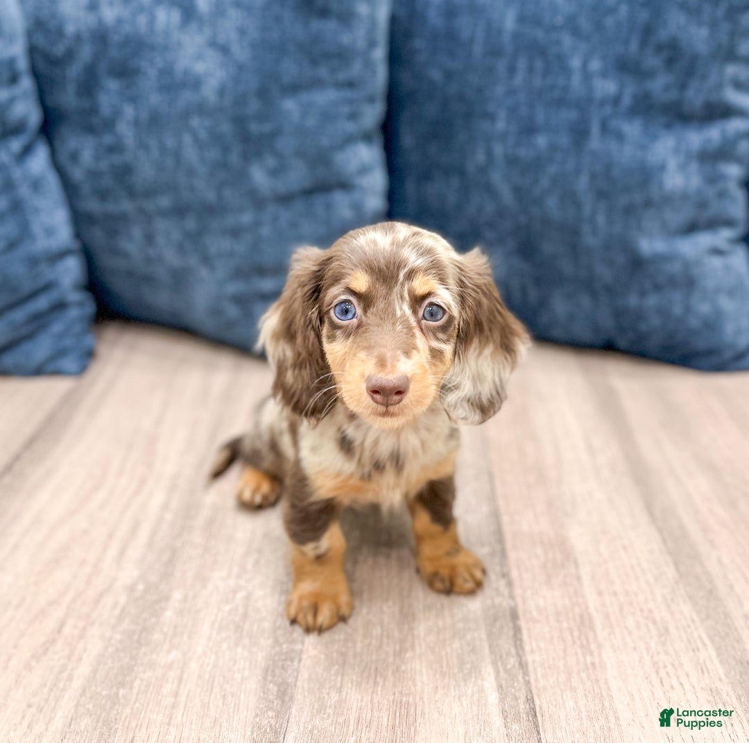 Miniature Dachshund dogs for sale: Cookie - Ad 1