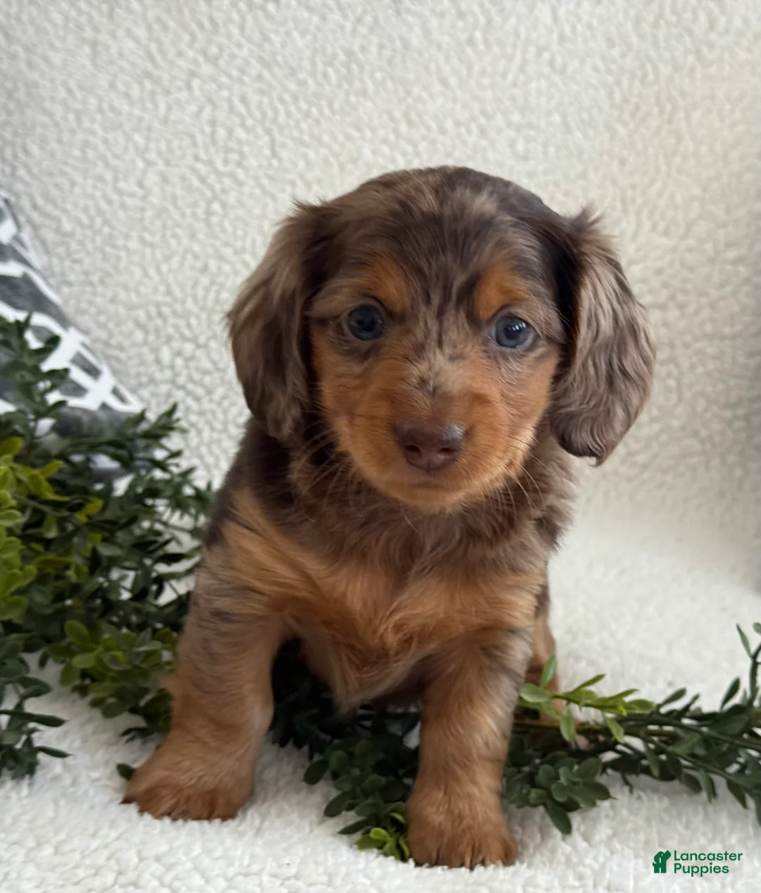 Miniature Dachshund dogs for sale: Tina - Ad 4