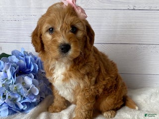 Mini Goldendoodle dogs - Ad 21