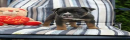 Olde English Bulldogge dogs for sale: Princess - Ad 3