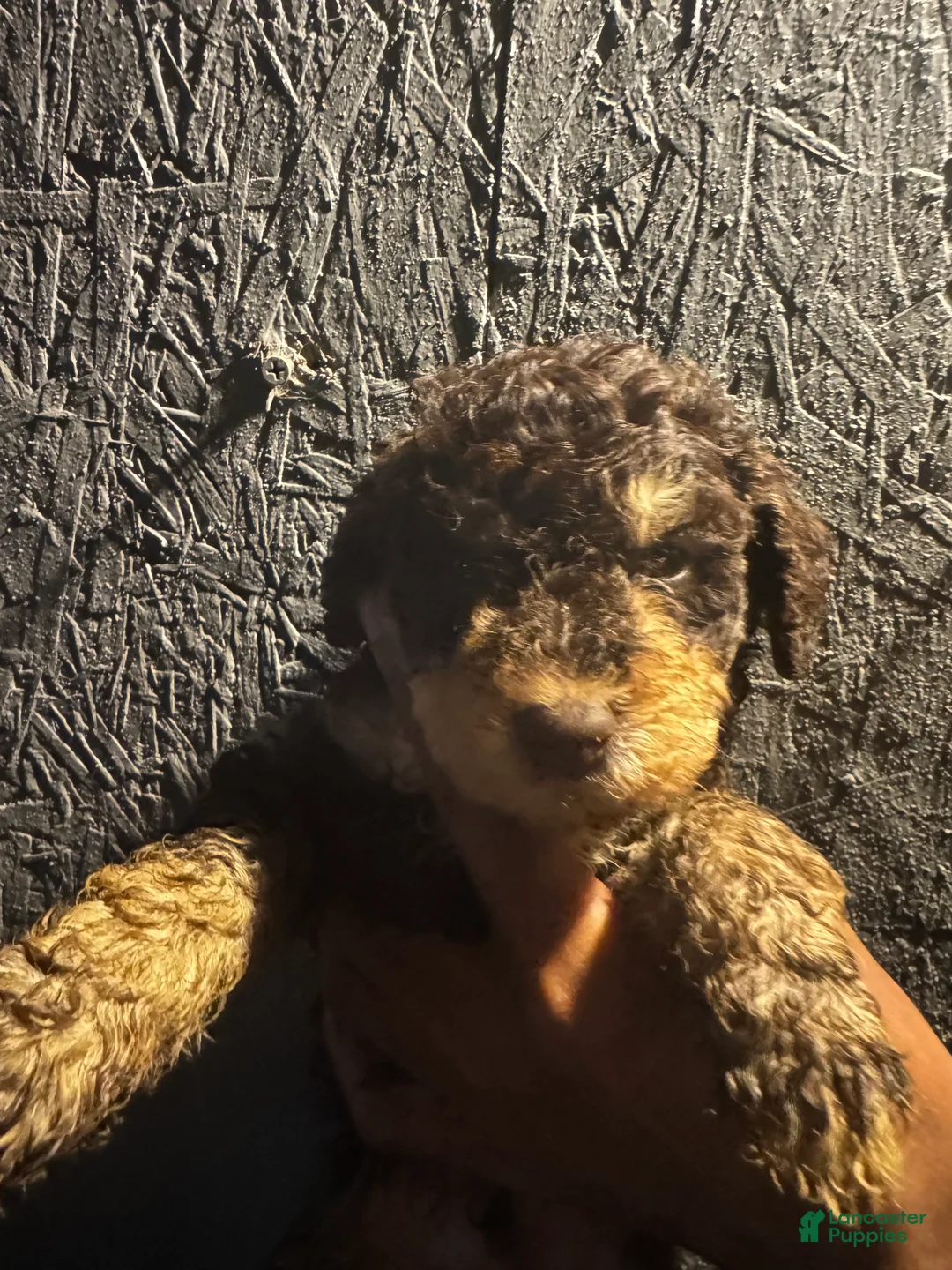Bernedoodle dogs for sale: Bernedoodle 8 - Ad 2