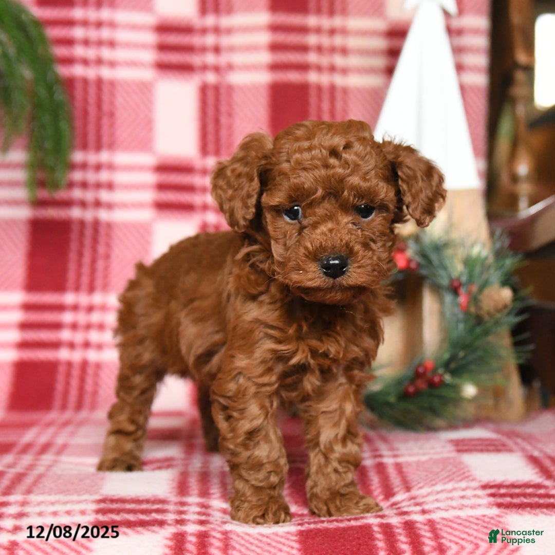 Toy Poodle dogs for sale: Cocoa - Ad 3