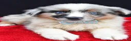 Miniature Australian Shepherd dogs for sale: Oscar - Ad 9