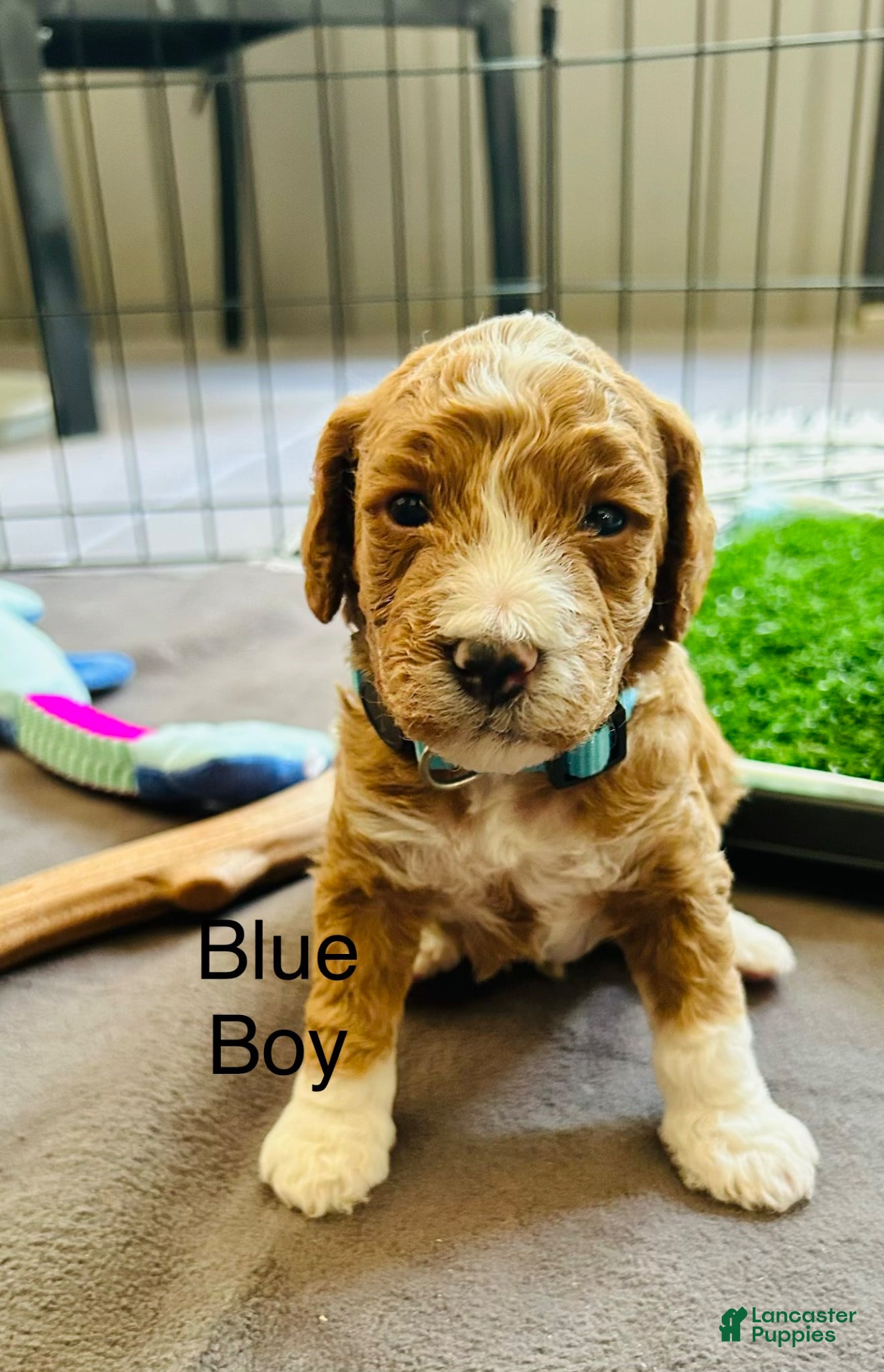 Mini Goldendoodle dogs for sale: Mini Goldendoodle louis - Ad 3