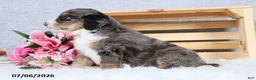 Mini Bernedoodle dogs for sale: Cody - Ad 7