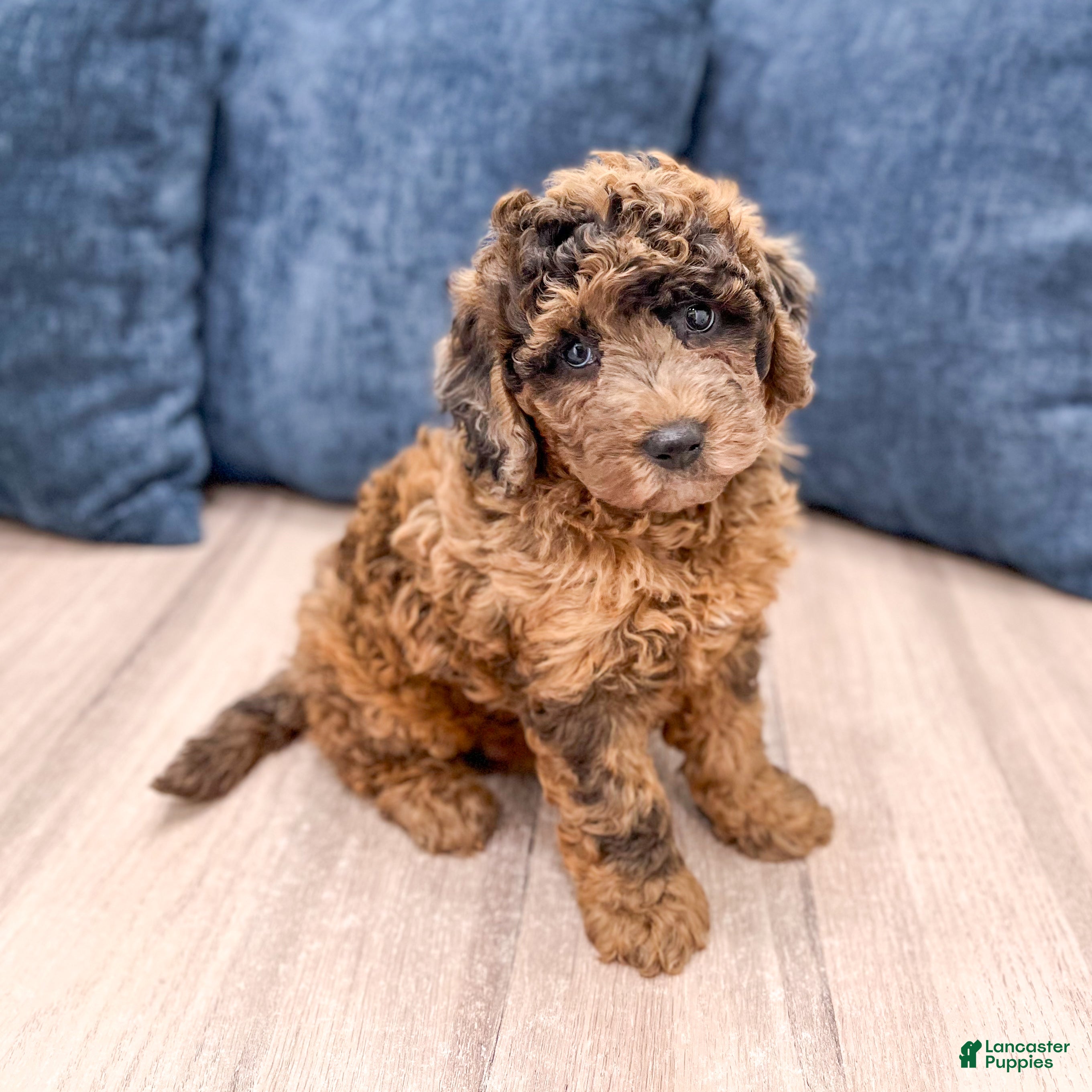 Miniature Labradoodle dogs for sale: Nikki - Ad 3