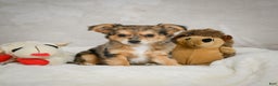 Chihuahua dogs for sale: Jake - Ad 4