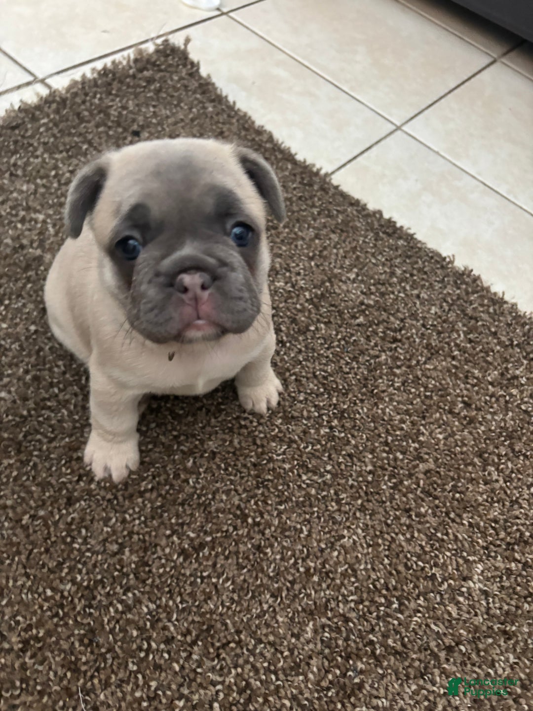 French Bulldog dogs for sale: Nala - Ad 2