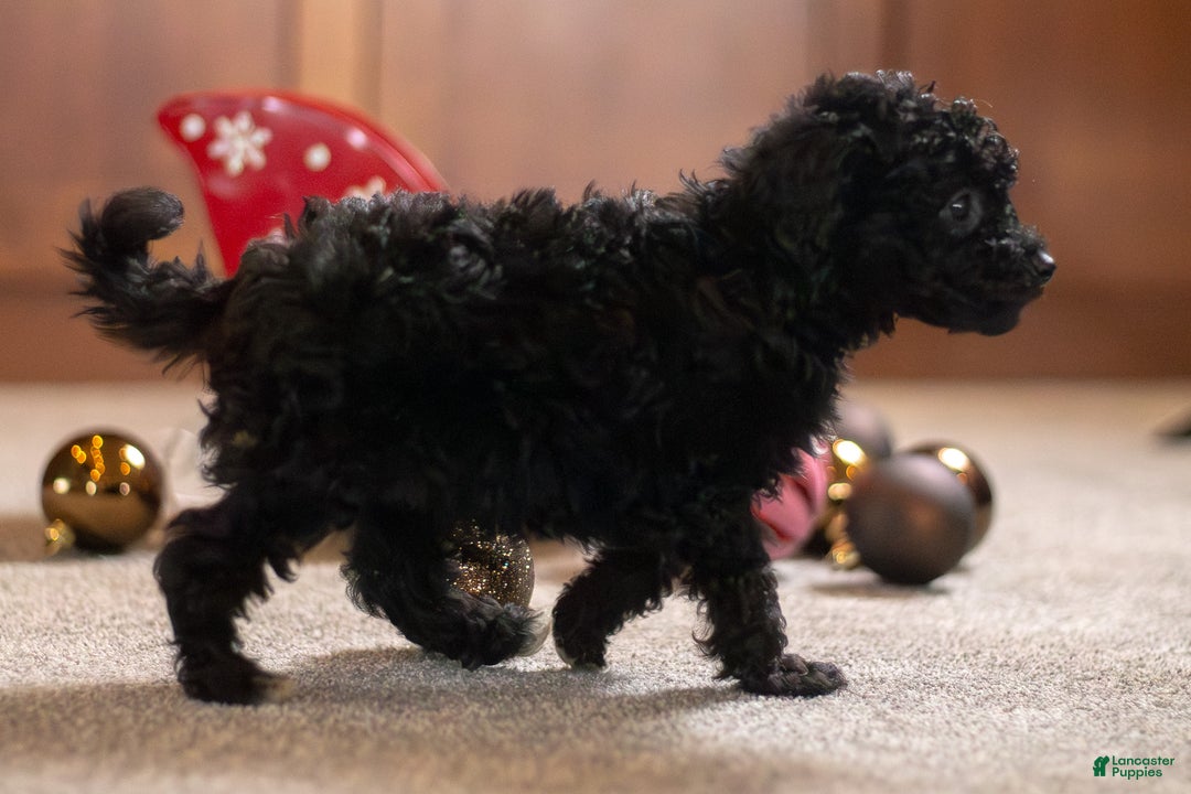 Bichpoo dogs for sale: Joy - Ad 5