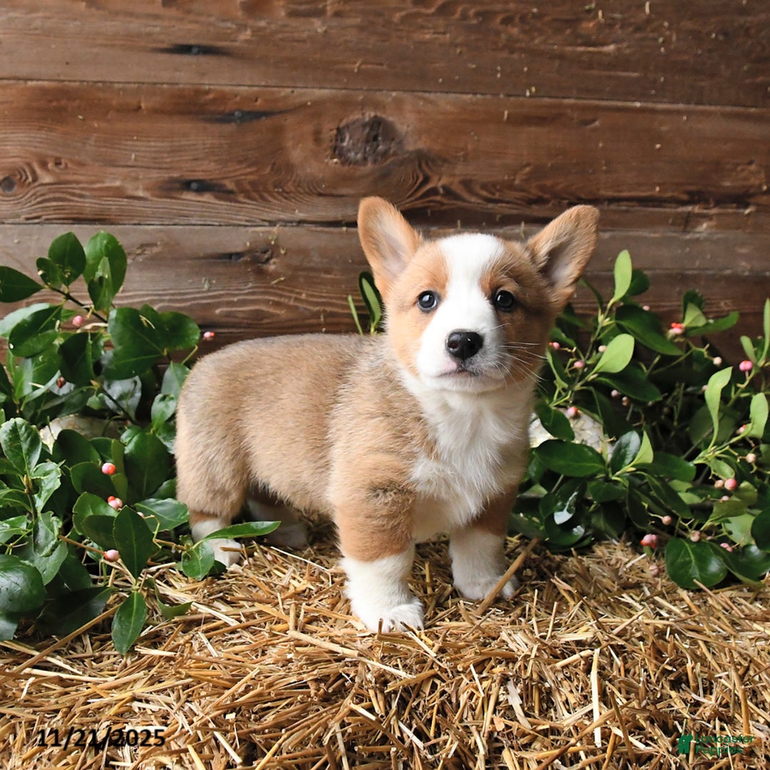 Welsh Corgi Pembroke dogs for sale: Scamper - Ad 1