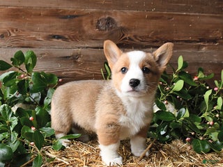 Welsh Corgi Pembroke dogs Scamper - Ad 15