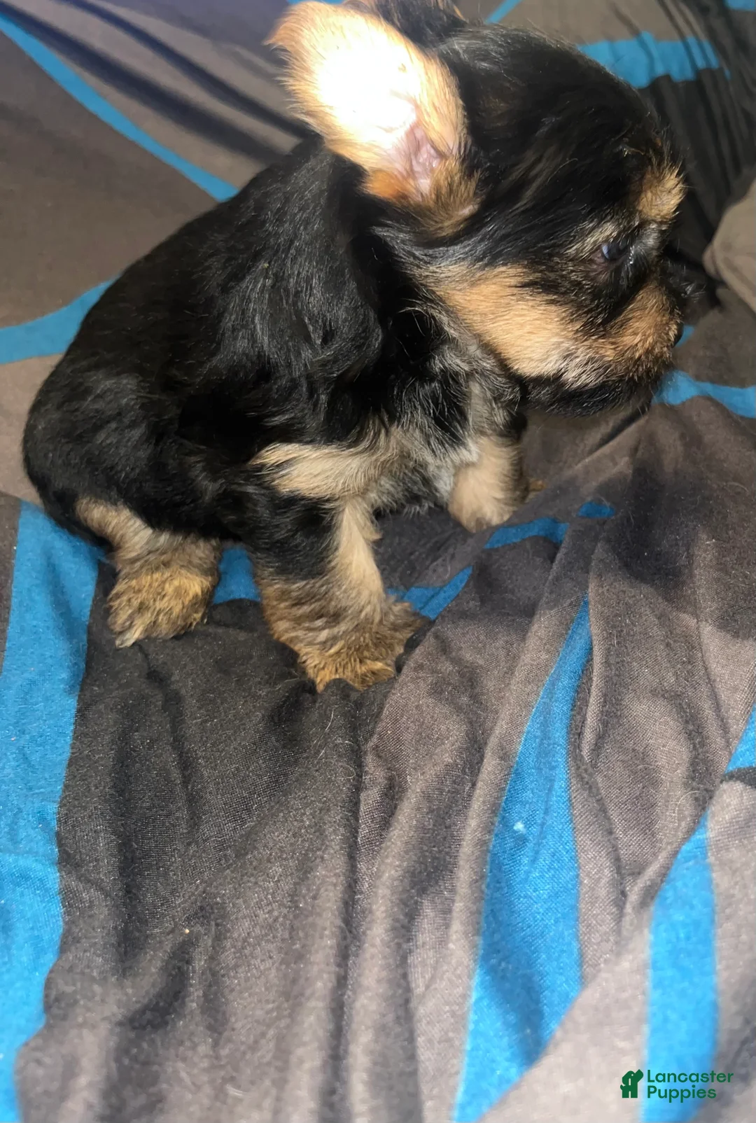 Yorkshire Terrier dogs for sale: Pongo  - Ad 2