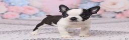 Boston Terrier dogs for sale: Jon - Ad 3