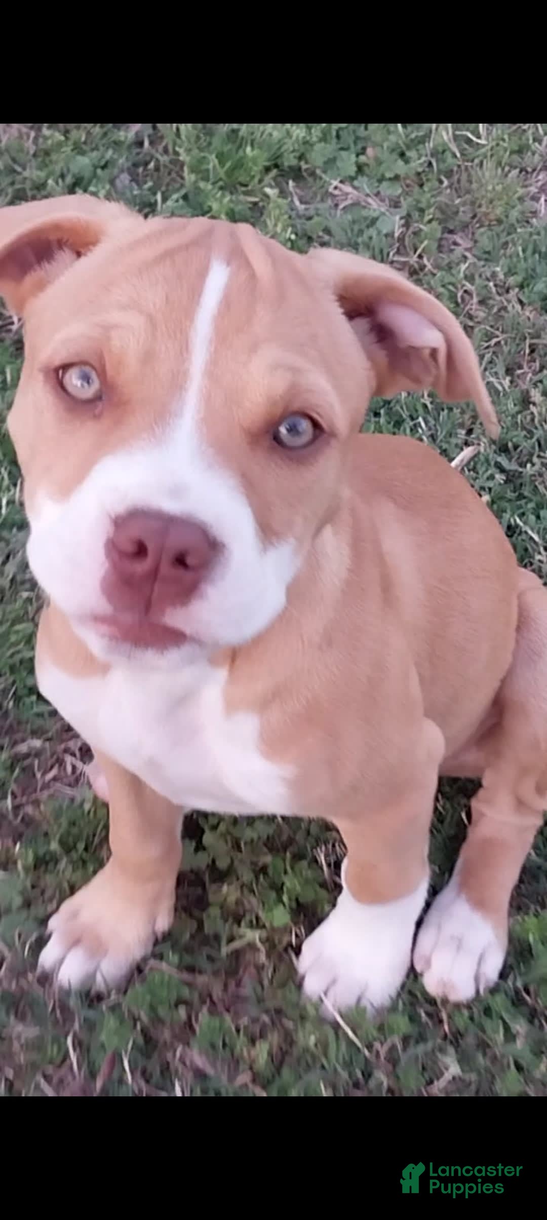 Terrier Baby Pitbulls For Sale Craigslist American Pit Bull