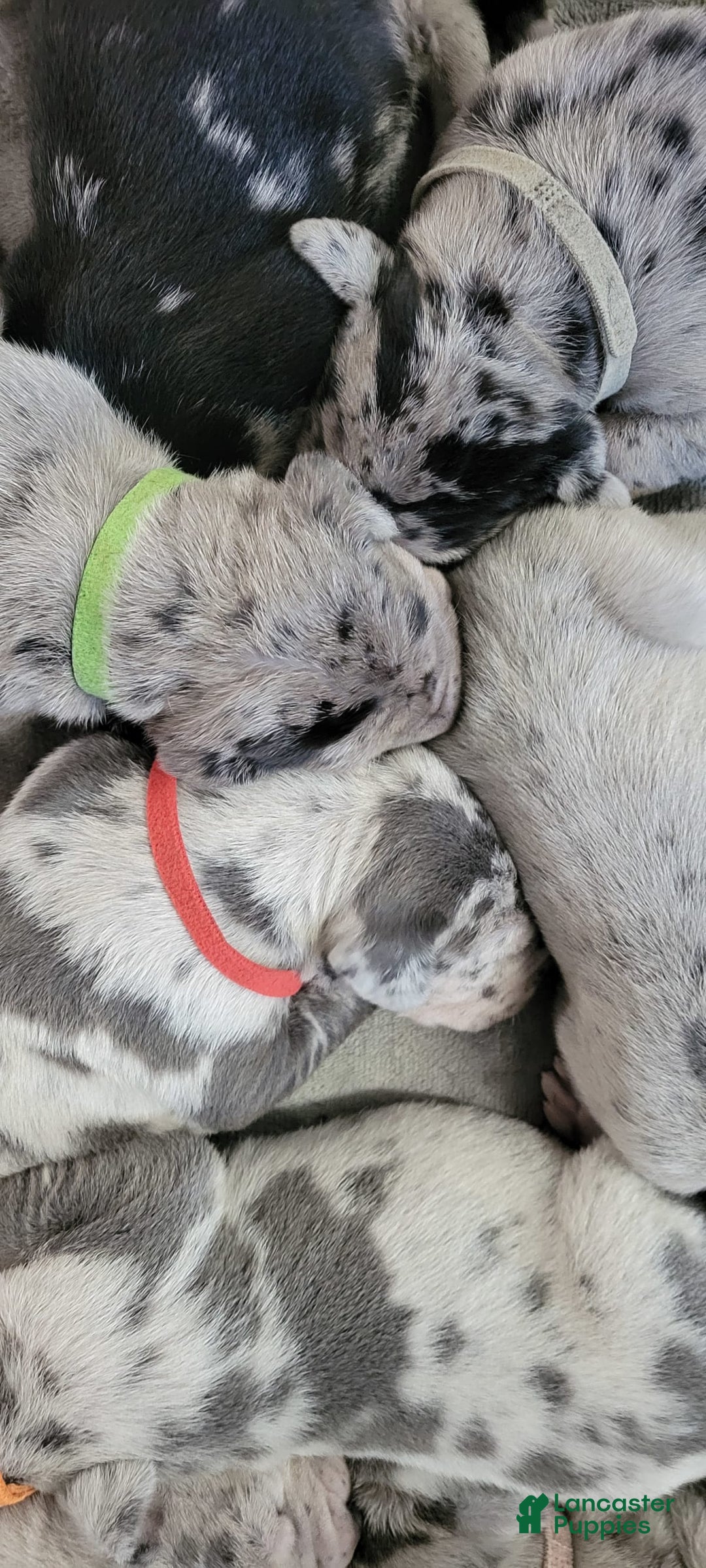 Gallery Image {{count}}