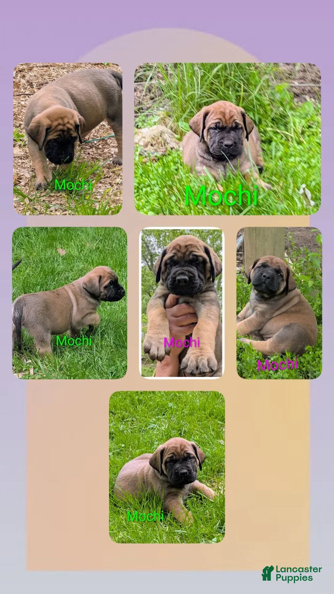 English Mastiff dogs for sale: English Mastiff Puppy 2 - Ad 2
