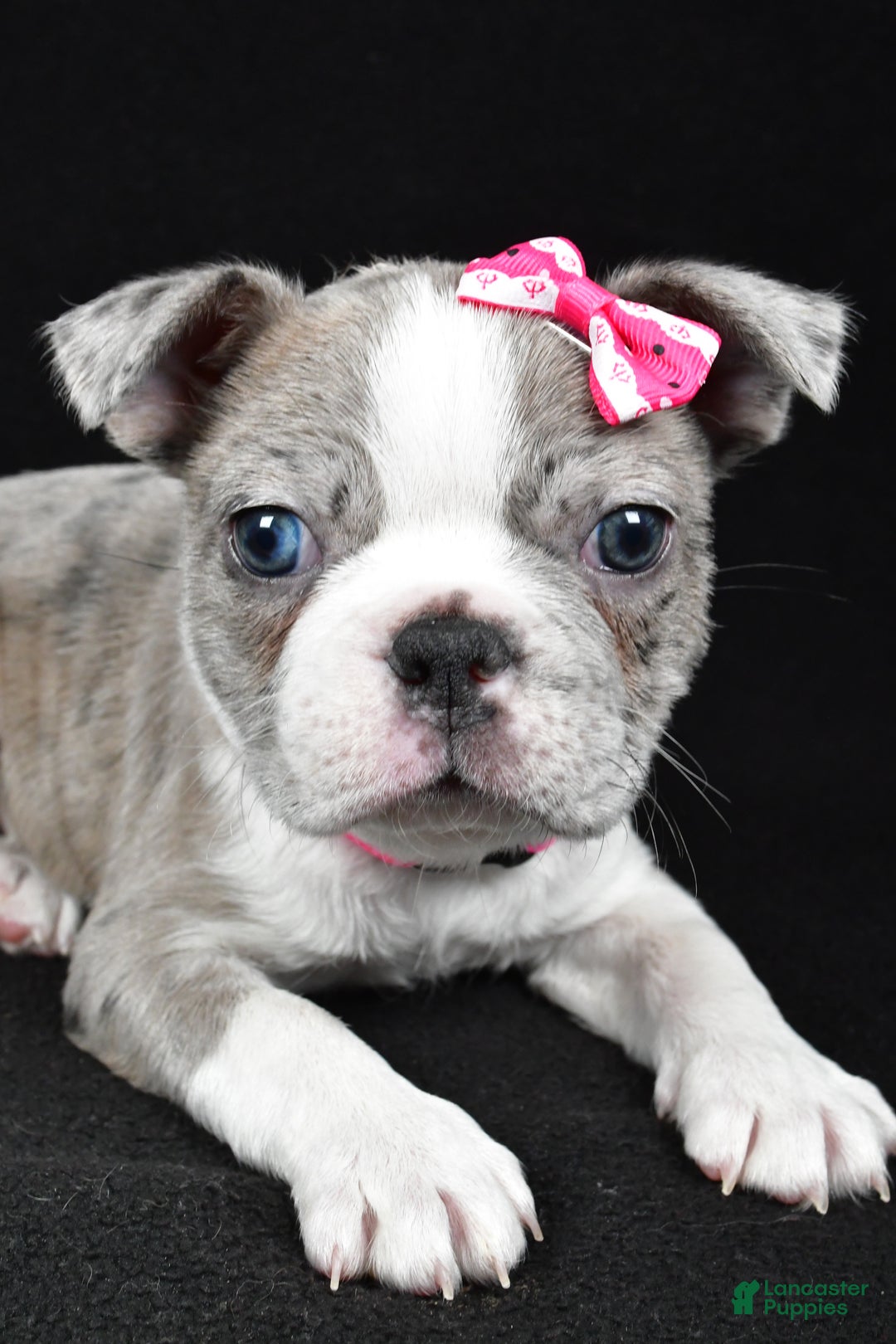 Boston Terrier dogs for sale: Holly - Ad 5