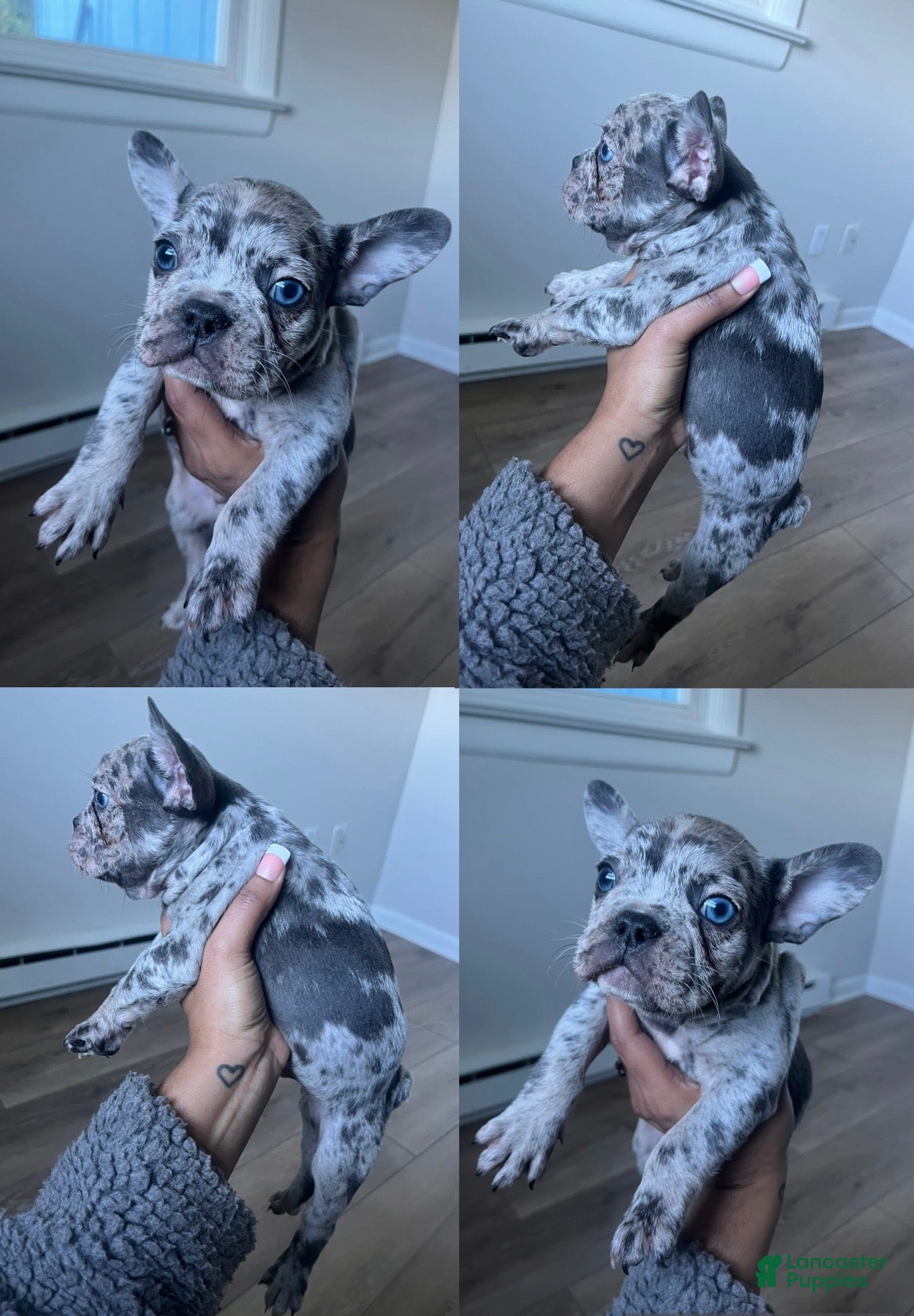 French Bulldog dogs Louis Jr - Ad 38