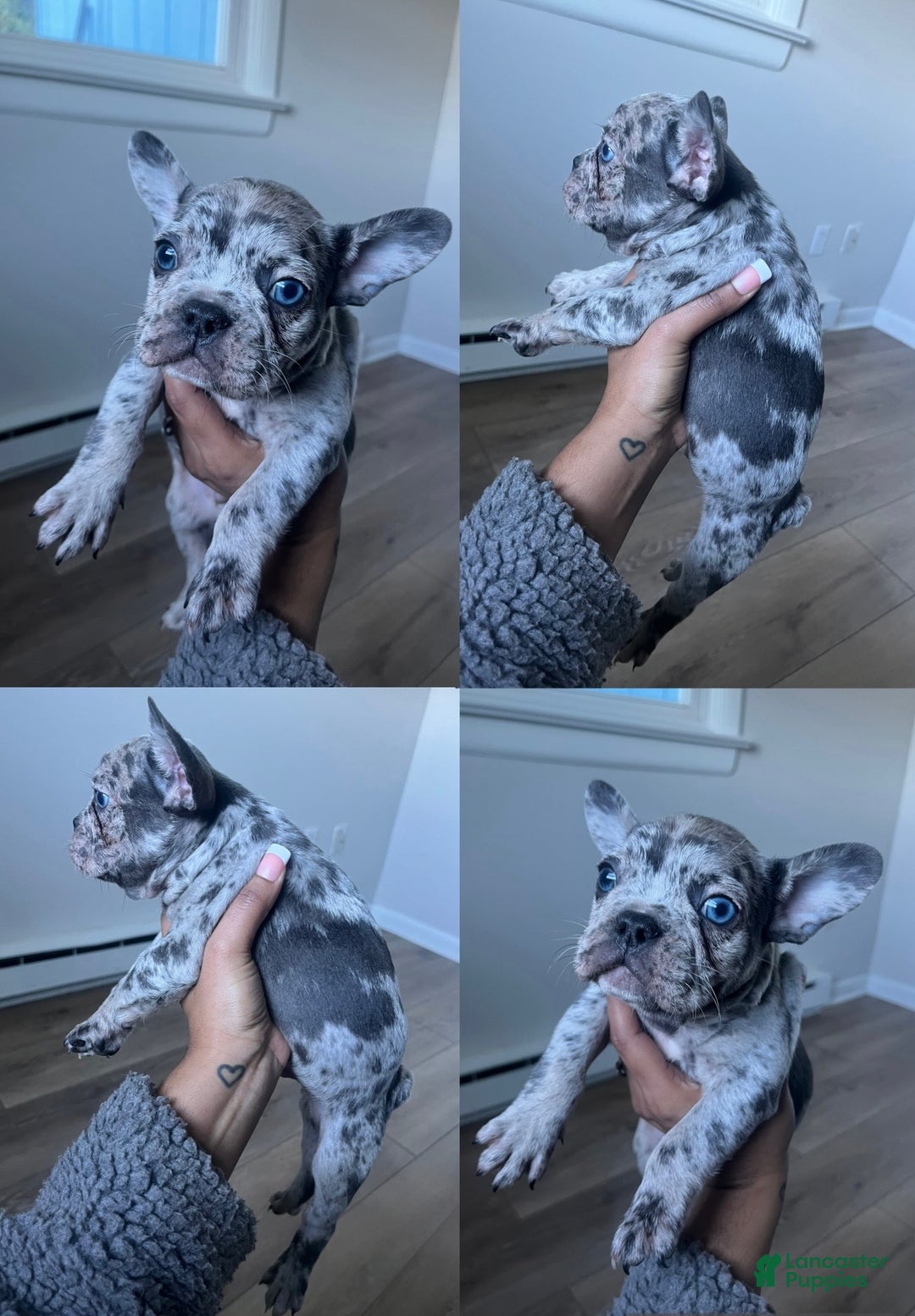 French Bulldog dogs for sale: Louis Jr - Ad 1