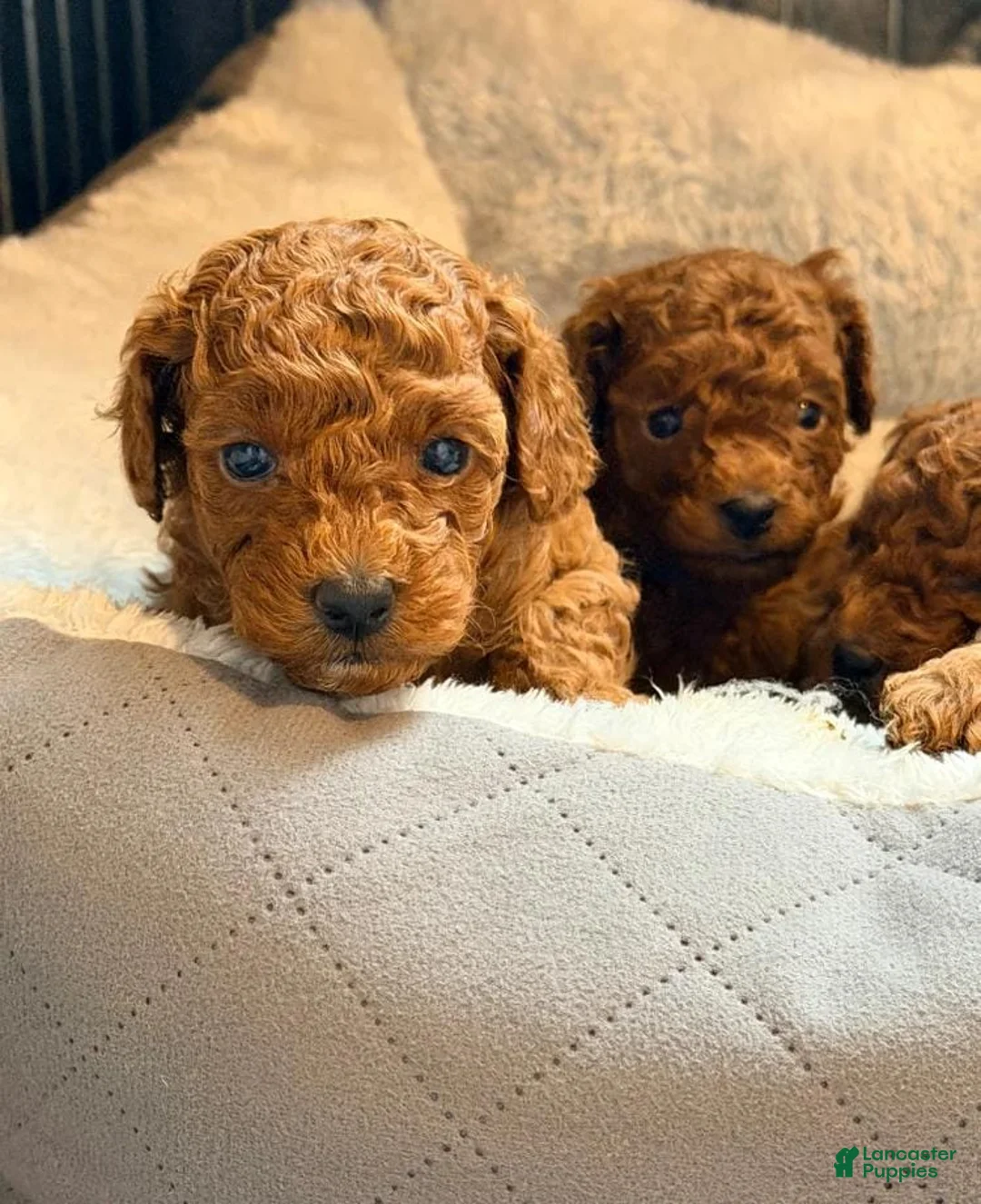 Cavapoo dogs for sale: Nicky - Ad 14