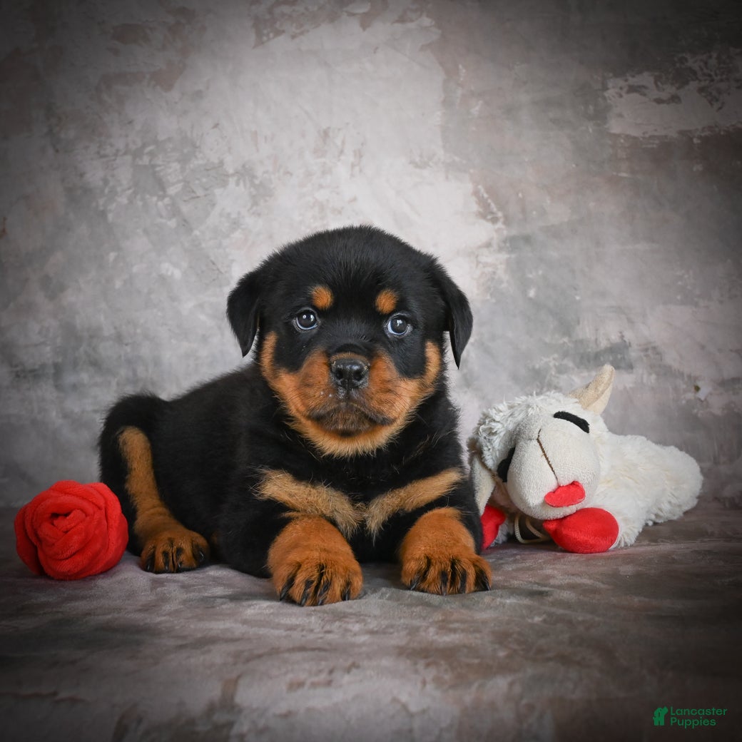 Rottweiler dogs Lane - Ad 2