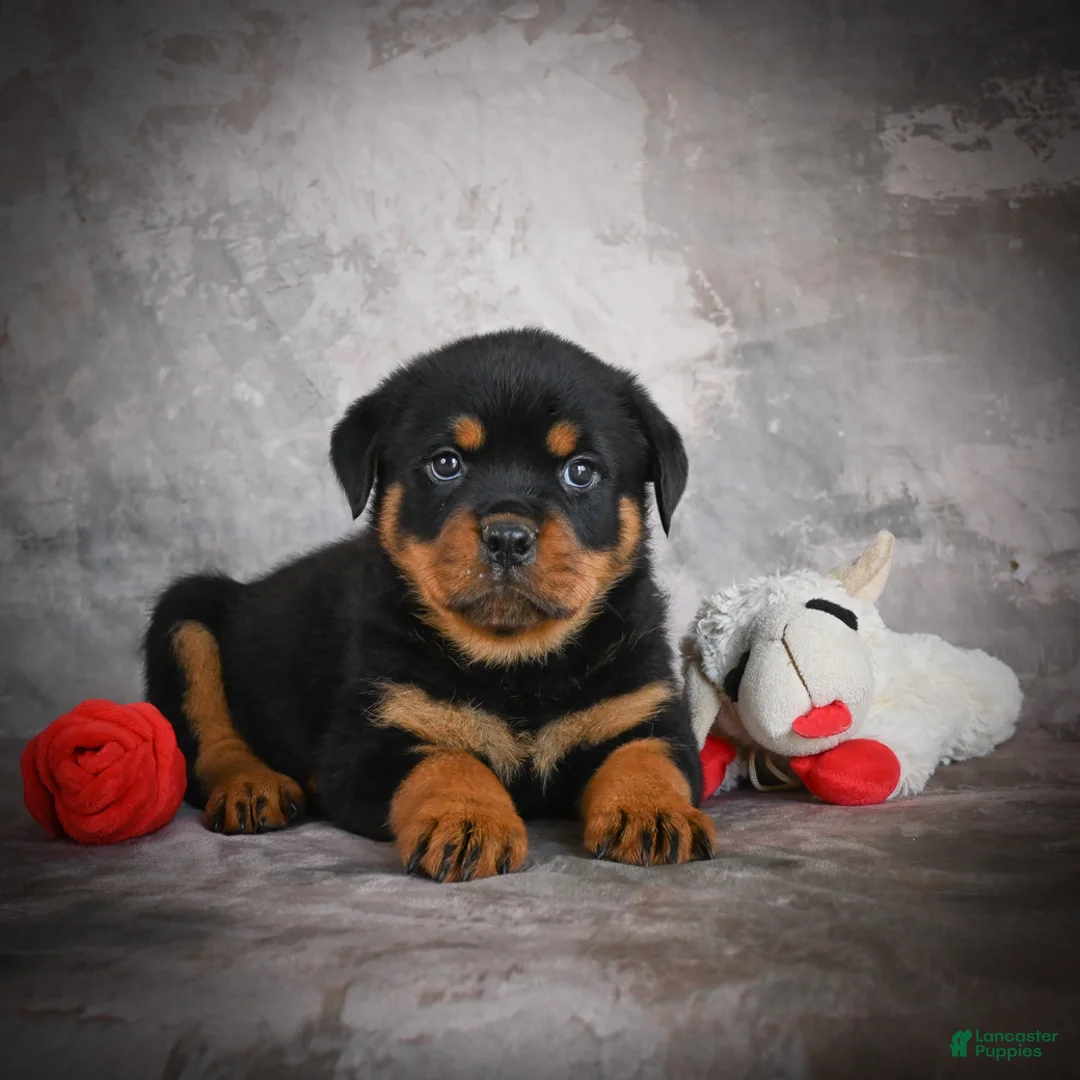 Rottweiler dogs for sale: Lane - Ad 2