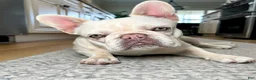 French Bulldog dogs for sale: Phantom's Mirage in the Mist "Casper" - Ad 3