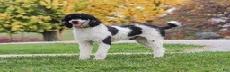 Bernedoodle dogs for sale:  Daisy🩷  - Ad 17