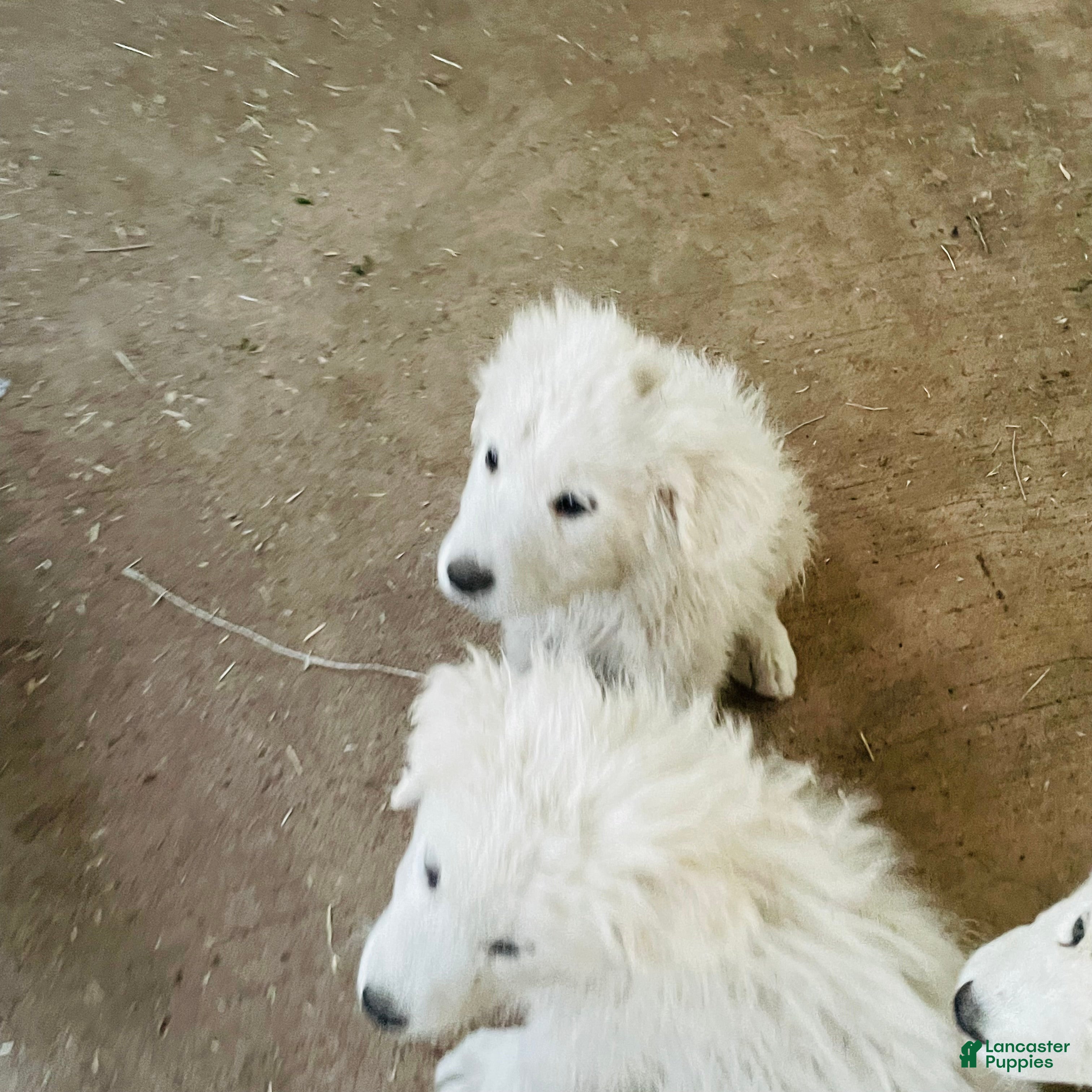Great Pyrenees dogs Great Pyrenees Puppy 10 - Ad 22