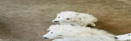 Great Pyrenees dogs for sale: Great Pyrenees Puppy 10 - Ad 1