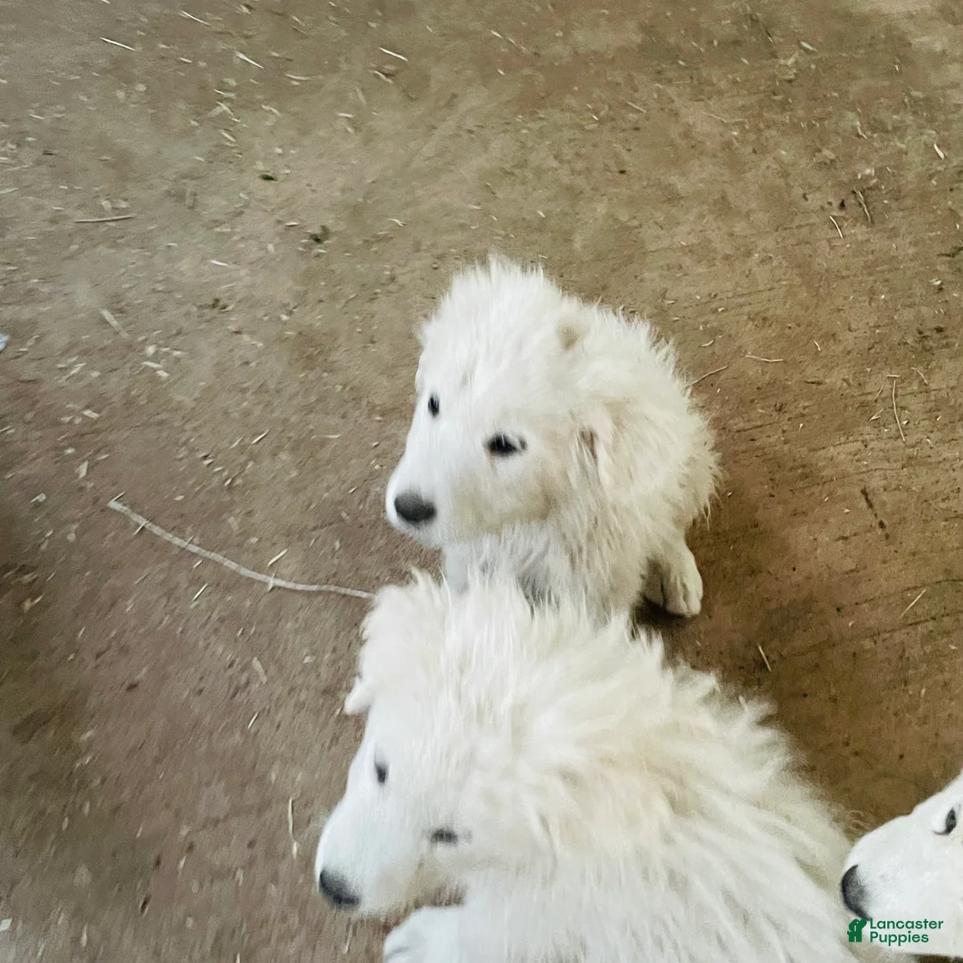 Great Pyrenees dogs for sale: Great Pyrenees Puppy 10 - Ad 1