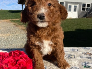 Pudelpointer dogs - Ad 2