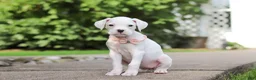 Boxer dogs for sale: Snowball - Ad 4
