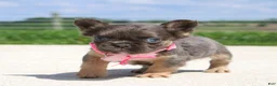 French Bulldog dogs for sale: Jana - Ad 6