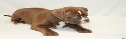 American Bully dogs for sale: American Bully male - Ad 2