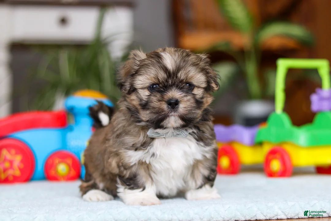 Shih Tzu dogs for sale: Carlson - Ad 2