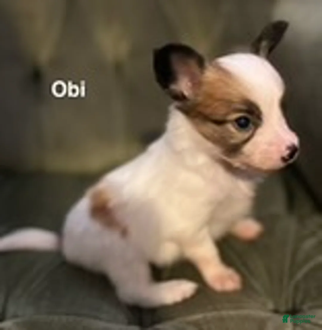 Papillon dogs for sale: Obi - Ad 8
