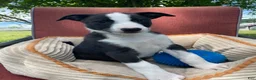 Mixed Breed dogs for sale: Remi - Ad 3
