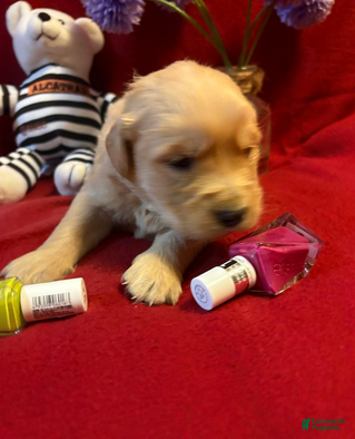 Golden Retriever dogs Rinser - Ad 2