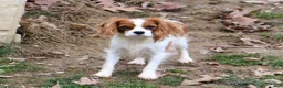 Cavapoo dogs for sale: Alison - Ad 7