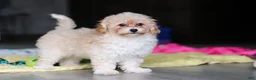 Havapoo dogs for sale: Brodie - Ad 25