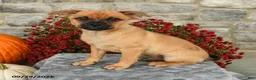 Mixed Breed dogs for sale: Tommy - Ad 3